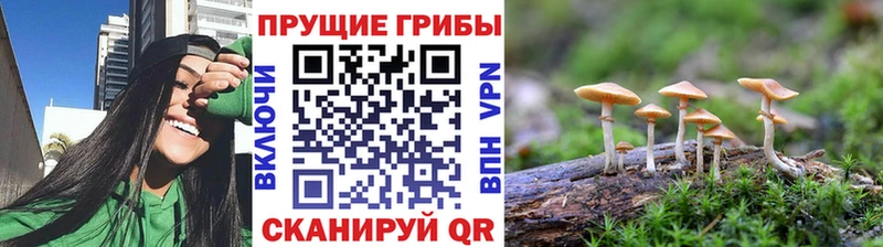 Купить закладки  Кирсанов  Галлюциногенные грибы мицелий 